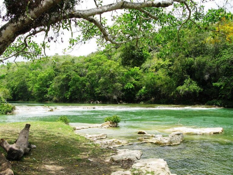 bullet tree falls village belize