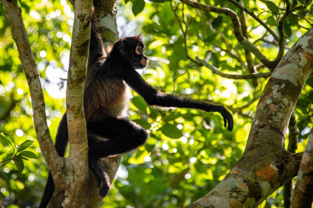 guided river tours Belize