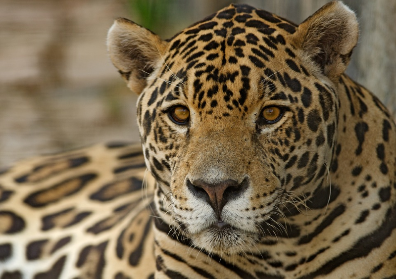 Belize jungle tours