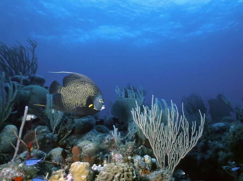 Belize Summer Vacation