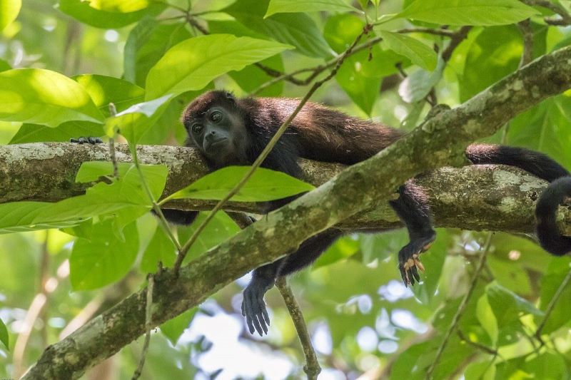 Belize jungle adventures