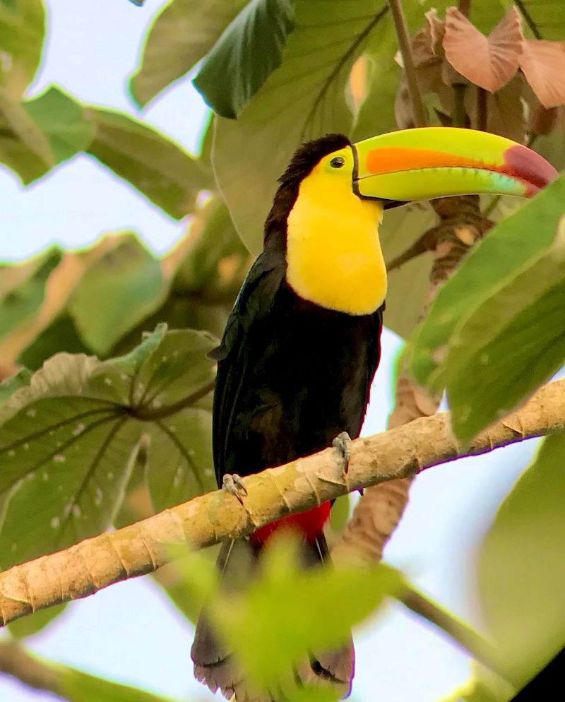  Belize Hub Tours