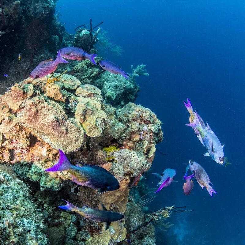 Belize tourism 2026
