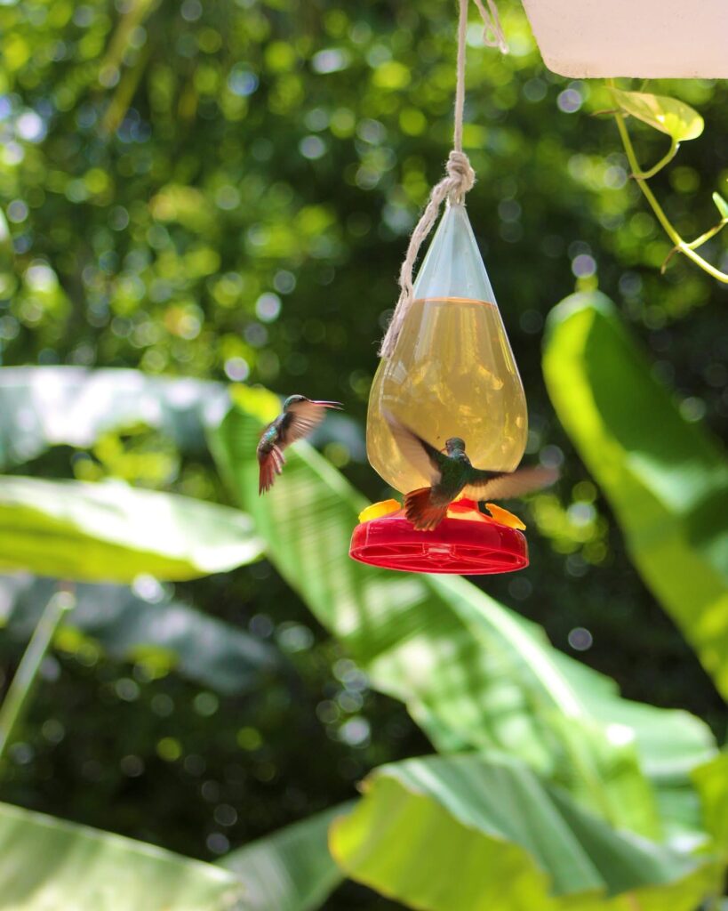 why visit Belize rainy season