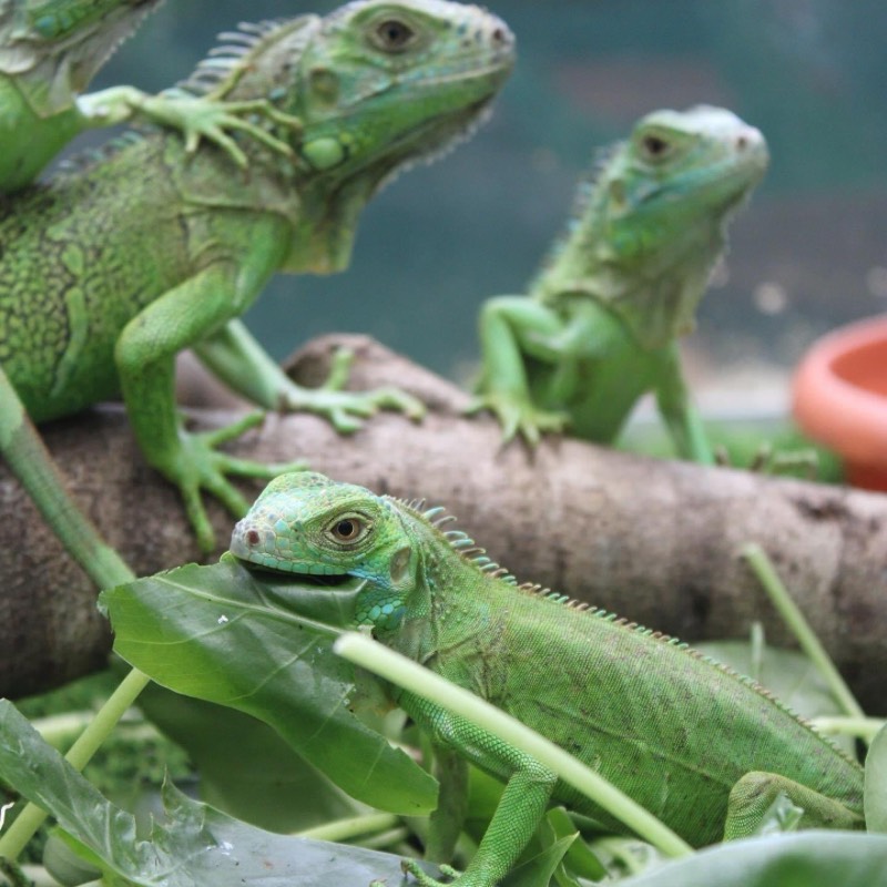 adventure activities Belize