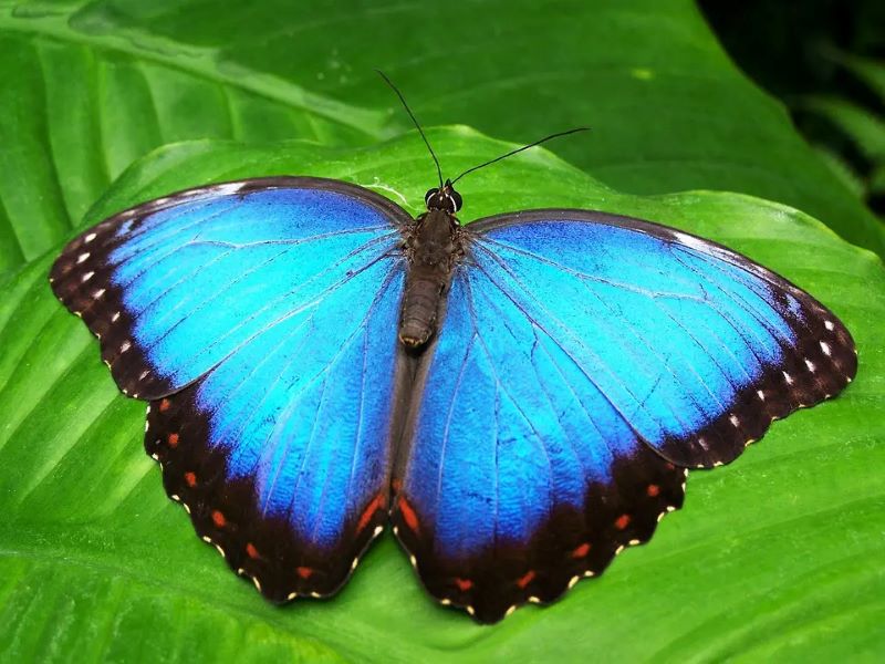 Things to do in Belize