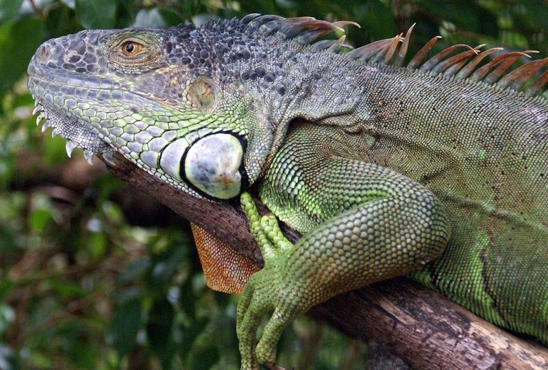 Belize Nature Tours