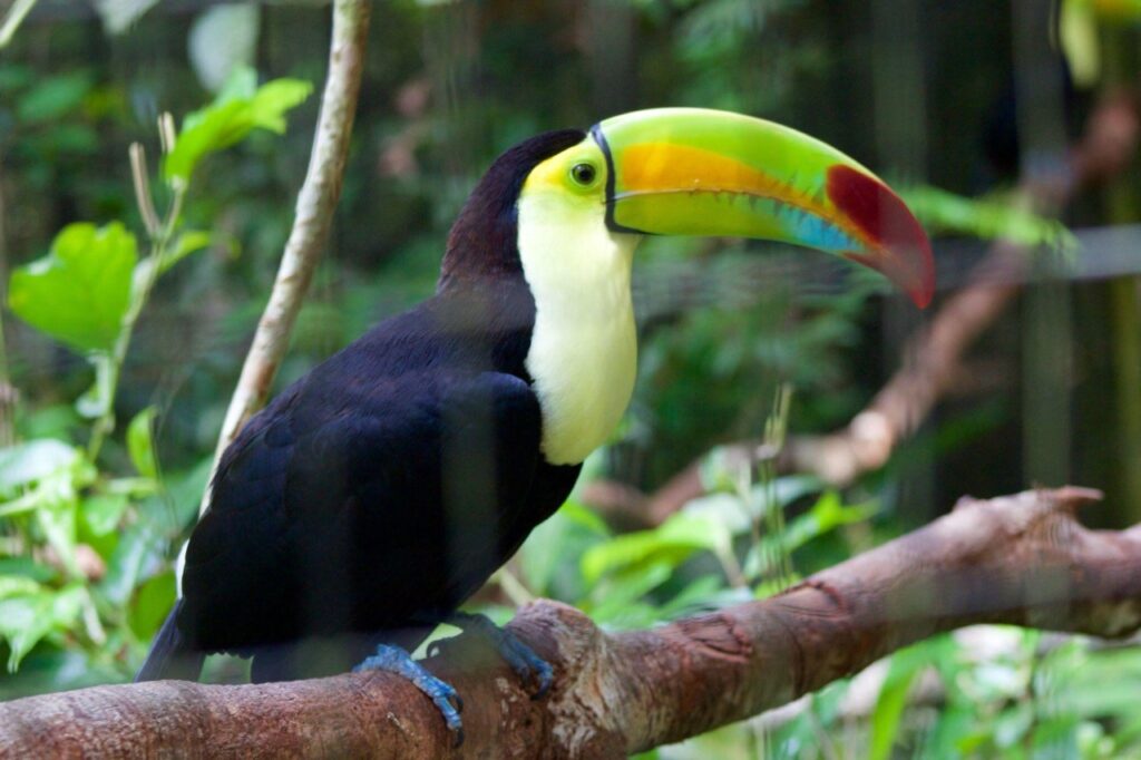Belize Wildlife