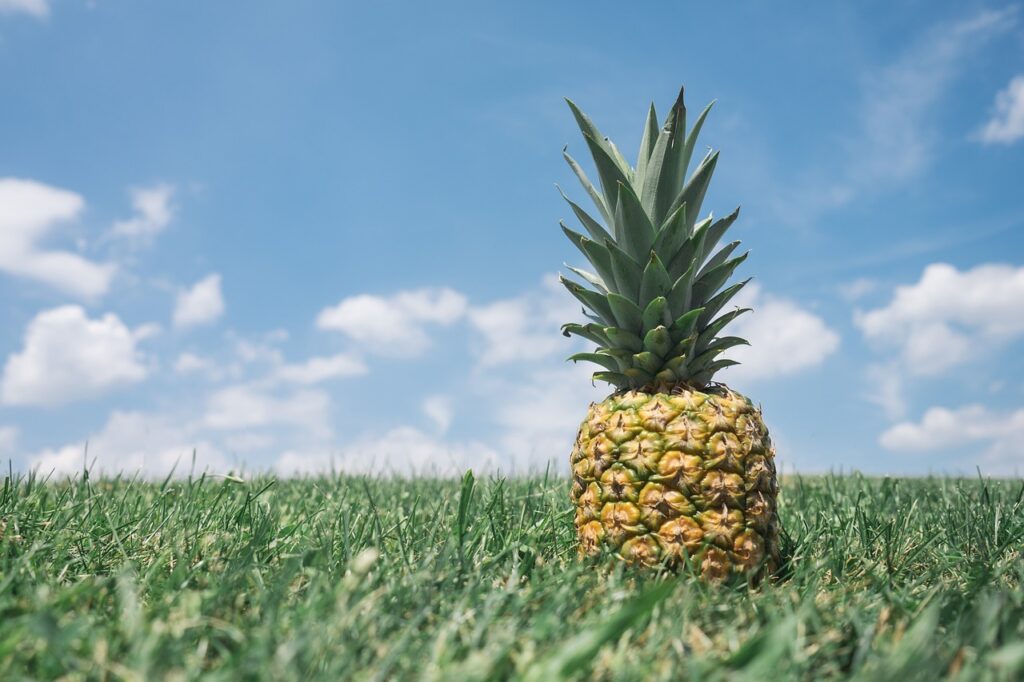 Belizean pineapples