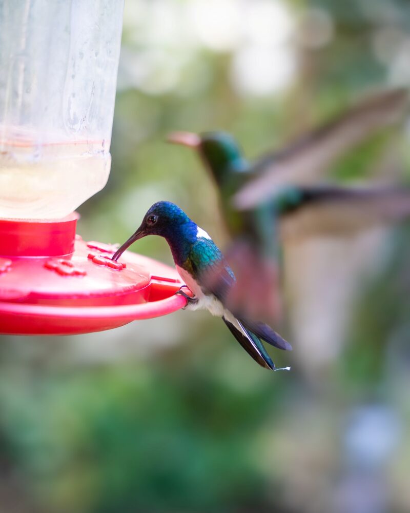 wildlife near San Ignacio Belize
