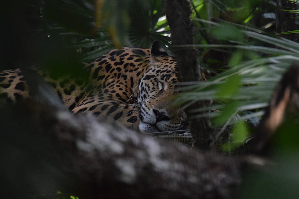 Inland Belize