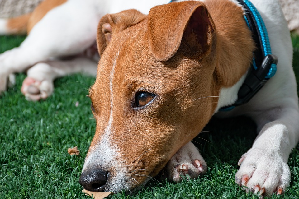 The Ultimate Pet-Friendly Getaway in Belize