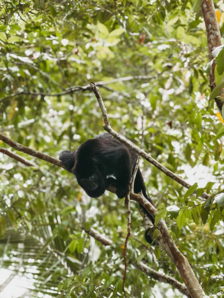 Belize adventure January