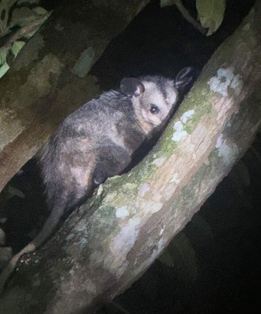Belize night jungle tour