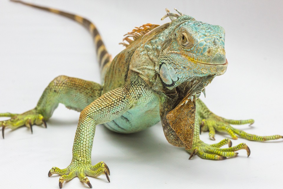 belize iguanas