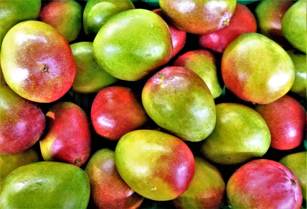 belize mangoes