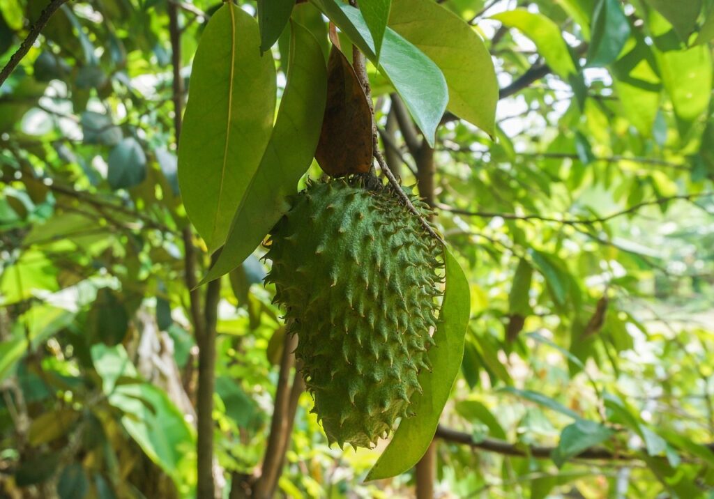 belize soursop