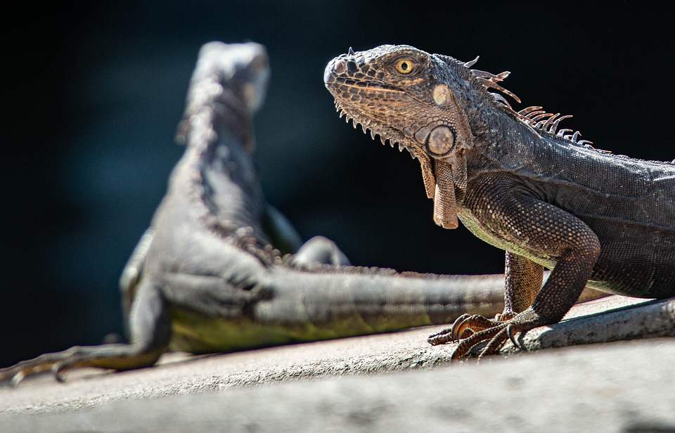 green iguana conservation project