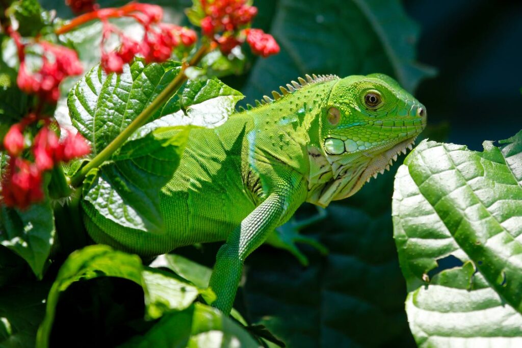 green iguana conservation project
