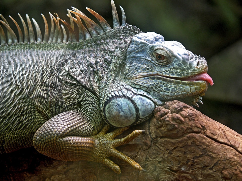 green iguana conservation project